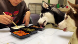 You can't imagine how hard to have a meal with two huskies