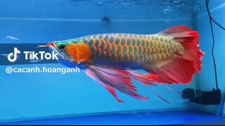 ikan cupang