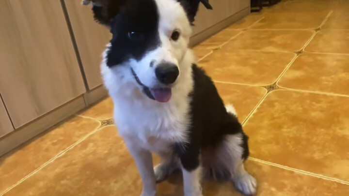 Binatang|"Anjing Bajak Laut" yang Menggemaskan