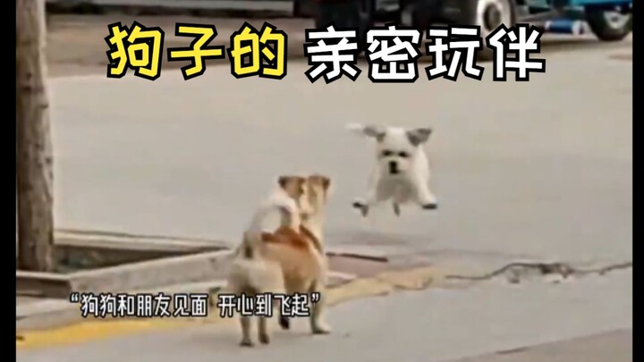 “Even dogs have their best buds now—I’m so jealous!”