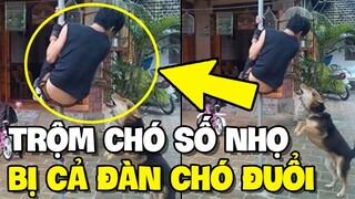 Thanh niên trộm chó SỐ NHỌ bị cả đàn chó rượt đuổi | TIN GIẢI TRÍ