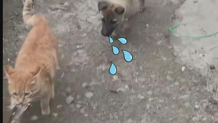 Don't envy what you can't have.