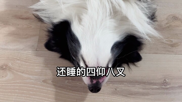 边牧有“父亲包袱”吗？
