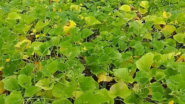 from Bangladesh🇧🇩 good morning my blilblil  friend