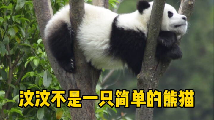 Văn Văn không phải là một chú gấu trúc đơn thuần.