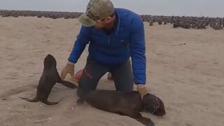 إنقاذ فقمة صغيرة مصابة، ورفاقها يبقون بجانبها لفترة طويلة دون أن يبتعدوا [فريق حماية المحيطات في نام