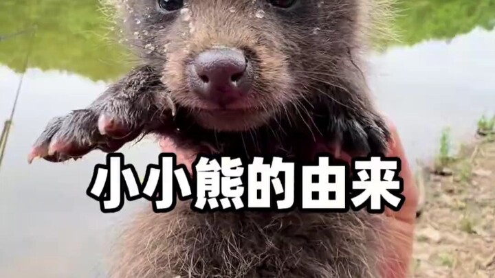 As for how the little bear came to be, it was brought out by the little bear.