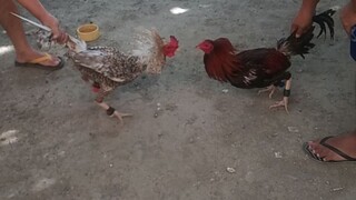 testing lang si bulik