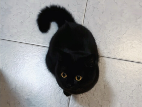 หางใหญ่ของน้องแมวปัดโดนหน้าฉันนะเนี่ย!