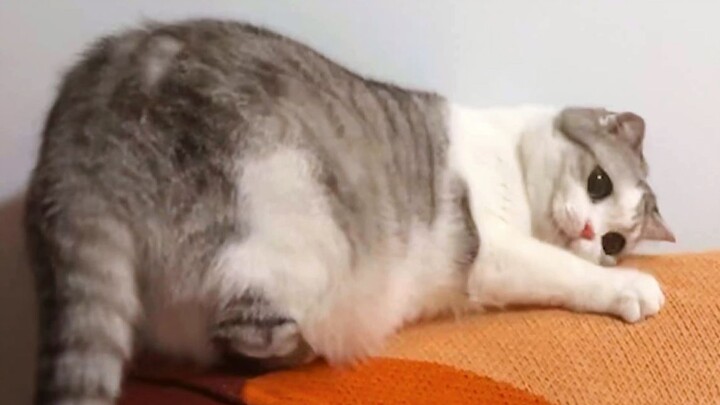 Mèo mắc lỗi liền bấu móng chân xuống đất, bị hội chứng xấu hổ hành hạ.