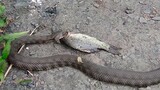 the snake caught the fish