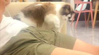 Percaya nggak? Aku dipukuli kucing! "Kalau dia bisa pukul aku, aku juga bisa."