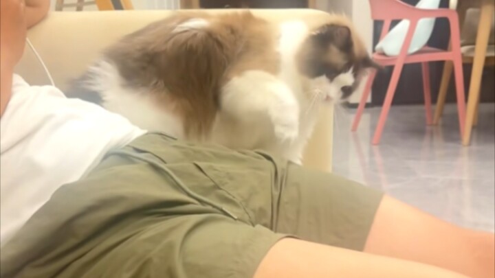 你相信吗？我被猫揍了!“她能打，那我也能打”