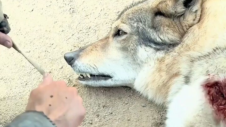A boy aims a rope at a gray wolf and tightly ties its mouth shut, then slathers it with ointment. Do