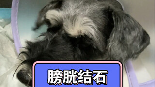 สุนัขชเนาเซอร์มีนิ่วในกระเพาะปัสสาวะ จนอุดตันท่อปัสสาวะ ทำให้ไม่สามารถปัสสาวะได้