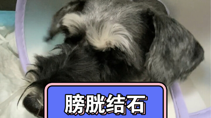 Schnauzer with bladder stones, urethral obstruction, unable to urinate.