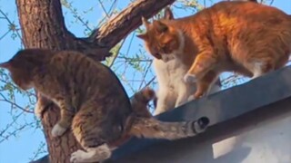 Tabby Cat: "Look, I'll only demonstrate it once!"