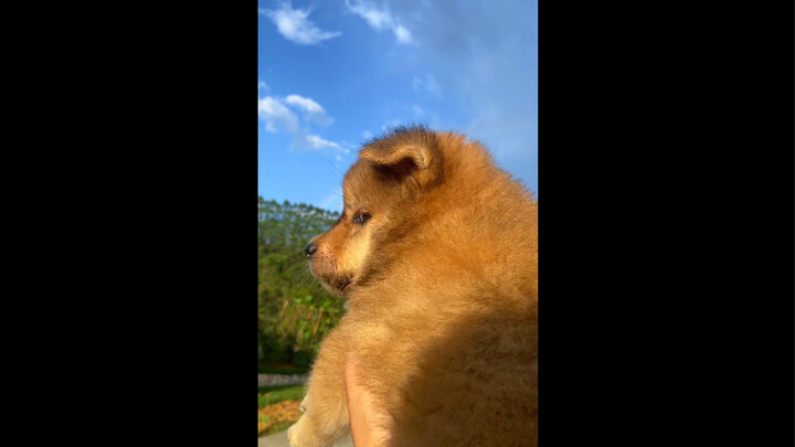 Nó hình như đã thức tỉnh huyết mạch rồi!