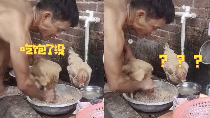 Memberi makan ayam seperti menyembelih ayam? Saat membuat pakan, pria itu tak tahan karena ayam teru