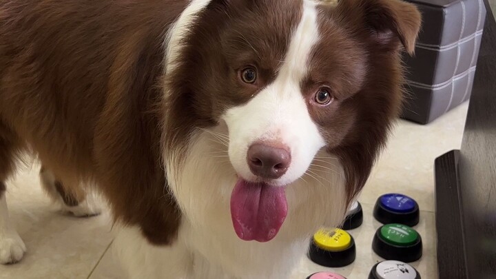 What’s it like to own a Border Collie whose eating-button paint is worn so smooth you can’t see it a