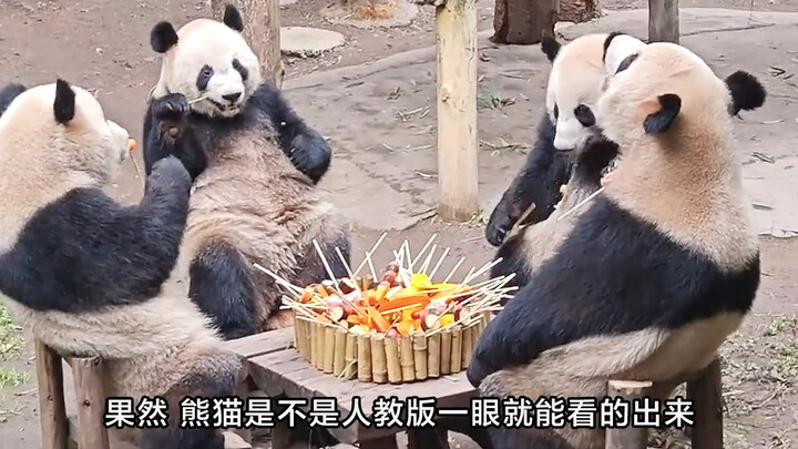 لا عجب في معرفة أي معلم درّس الطالب، يُعرف من النظرة الأولى #باندا #مياوإر