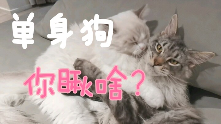 Who could possibly handle this! A tender embrace between a Ragdoll and a Maine Coon!