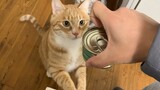 [Động vật]Khi mèo nghe thấy tiếng mở lon