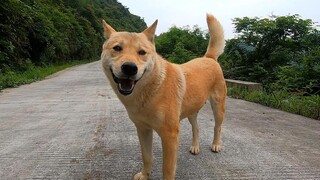 大山里偶遇田园犬，几分钟相处就可以怒搓狗头，这样的品相怎么样？