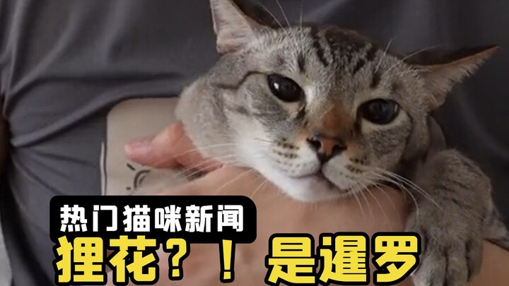 Bro vents about his Siamese being way too clingy—netizens: That’s a calico cat!