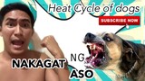 HEAT CYCLE OF DOGS | SUPER MARCOS VLOGS