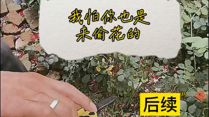 I’m really worried you won’t “steal” it anymore (Follow-up on the Flower-Cutting Grandpa) #