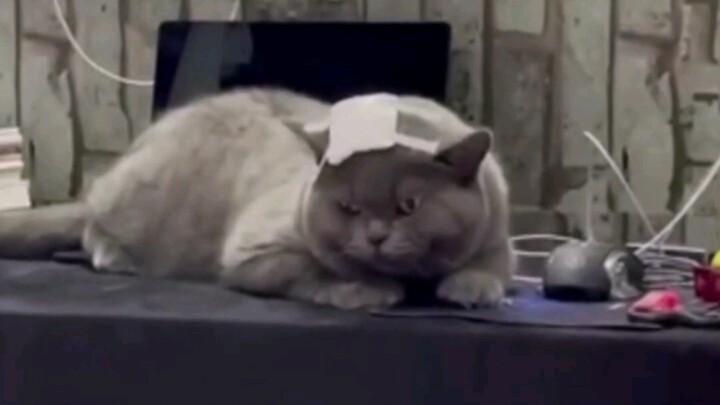 The cat got into a fight with a stray cat at school while trying to steal some buns, but ended up lo