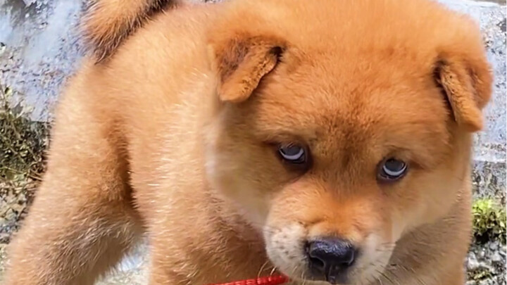 When the yellow dog, white-faced farmyard dog grows up