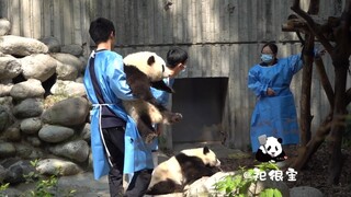 【大熊猫和花】奶爸抱住嘟嘟的花花，下班咯