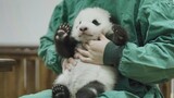【Ahapanda】How to Feed a Baby Panda – Step by Step