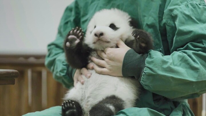 【Ahapanda】How to Feed a Baby Panda – Step by Step