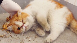 Wandering Garfield, begging online! Shameless, falls down if touched!
