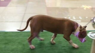 IBBC Bully Show Feb 13 2022 at SM Rosario | American Bully XL Competition