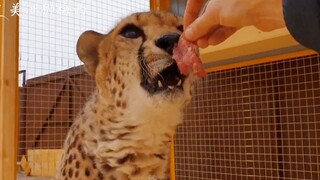 一个月前，梅西爸爸第一次喂伊切尔吃肉