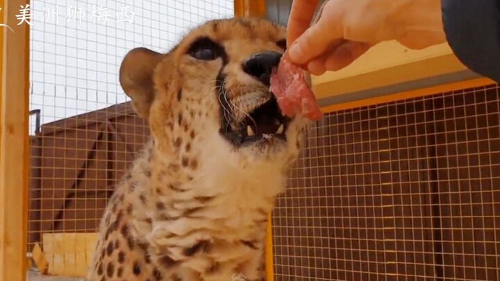 قبل شهر، قام والد ميسي بإطعام إتشيل اللحم للمرة الأولى