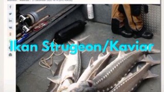 Ikan Sturgeon Ikan termahal Sedunia