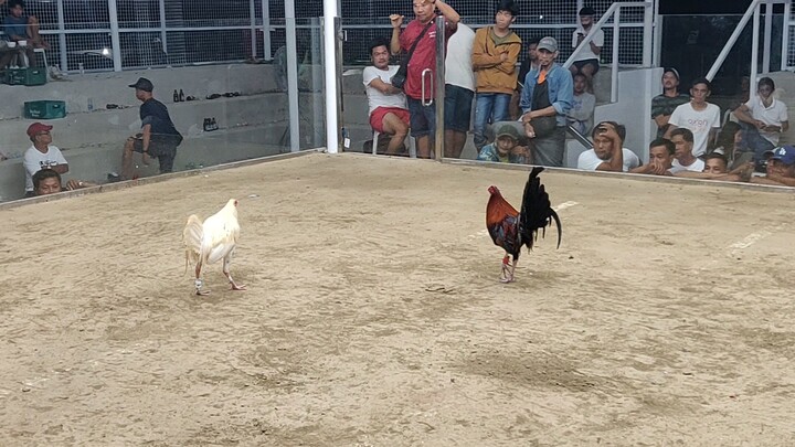 Nakapitan pa ng swerte laban sa manok ni idol Biboy Enriquez White Kelso