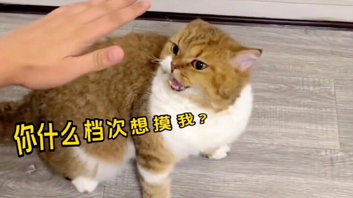 “Seberapa berat sebelah sih si kucing kecil ini?”