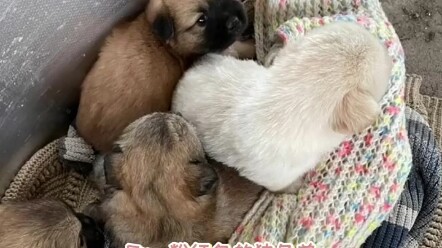 Actually, stray dogs understand everything—they know the young lady wants to adopt the white one, an