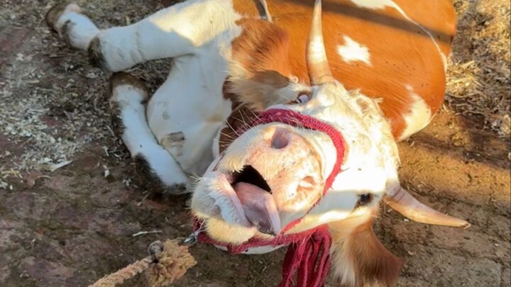 Why does my dad have so many bills? An old lady from the village hit the nail on the head.