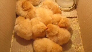 【ไก่ออปิงตัน】ลูกไก่ออปิงตันอายุเพียงหนึ่งวัน