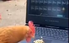 เมื่อฉันให้ไก่ช่วยเปิดกล่อง