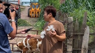 我爸给牛犊手术的视频，被记者盯上了...