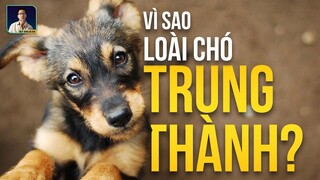 VÌ SAO CHÓ TRUNG THÀNH VỚI CON NGƯỜI?