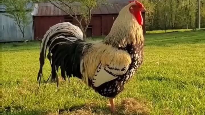 সস
